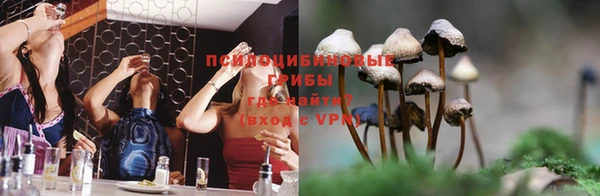 индика Абаза